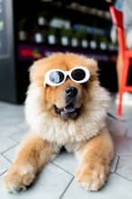 Pet Estate Planning: Legal and Ethical Considerations