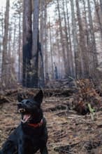 Dog Attack Cases: Legal Evidence, Liability & Compensation