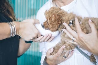 Veterinary Malpractice: Legal and Ethical Challenges 