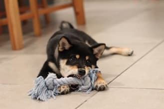 Dog Bite Defense: Legal Tactics for Winning Cases