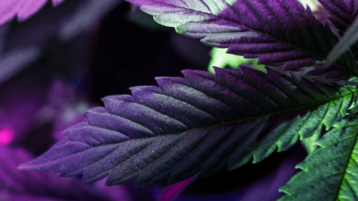 Grass Class: 2024 Update on NY Cannabis Law