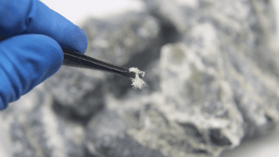 Asbestos Litigation Essentials: Navigating Toxic Tort Cases