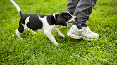 Bad Dog! Vicious Propensity and Dog-Related Injury Cases
