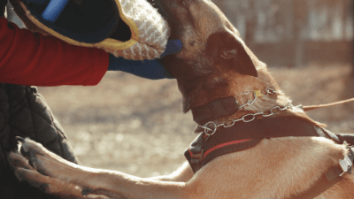 Bad Dog: The World According to Flanders